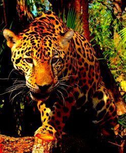 Jaguar Mascot